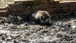 Reise nach Delhi: Das Schwein fühlt sich in seiner selbstgebauten Badewanne wohl. Des einen Freud, des andern Leid, denn in der Regenzeit vermischt sich aufgrund der unzureichenden Kanalisation oft das Trinkwasser mit unreinem Wasser...