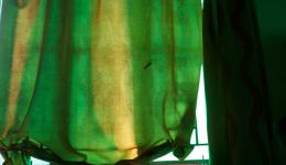 Im Hotelzimmer: Mehrere Lizards (indische Eidechsen), verschiedene Ameisenkolonien sowie Grillen und Bettkäfer fühlten sich ebenfalls bei uns zuhause.  Einer der kleineren Lizzards hangelt sich am Vorhang entlang.