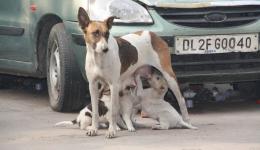 Mo, 28.11.2011 - Christian und Peter schrecken aus dem Schlaf. Vor dem Hotel jault und bellt eine Meute Hunde gefühlte zehn Minuten lang. Mo, 28.11.2011 - Christian und Peter schrecken aus dem Schlaf. Vor dem Hotel jault und bellt eine Meute Hunde gefühlte zehn Minuten lang.