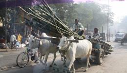 Bambusstangen werden in Indien für Baugerüste verwendet.
