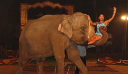 Echt indisch, auch der Elefant!